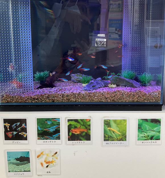 金魚